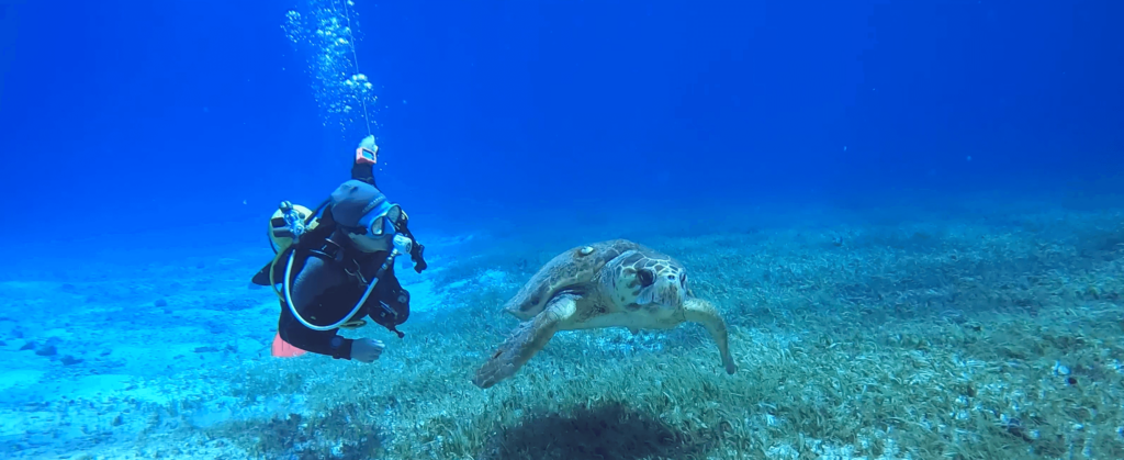 dive with Nicole_Turtle