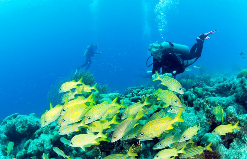 Scuba diver with tropical fish on a Bonaire dive trip