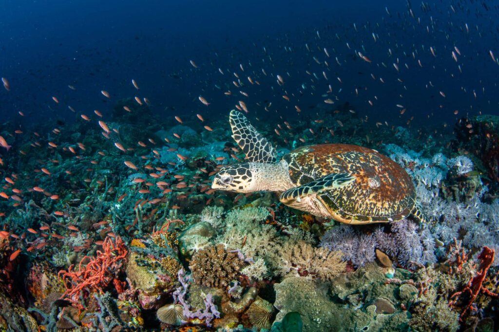 Green sea turtle swimming above healthy coral reef at Apo Island Philippines