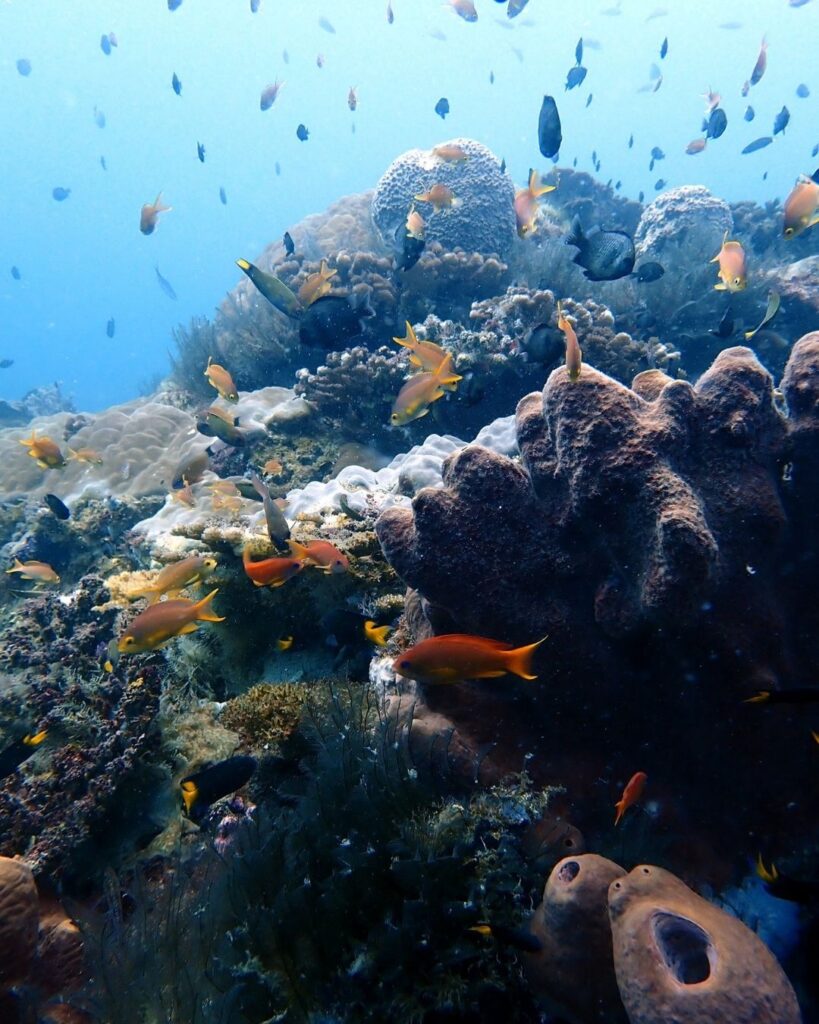 Colorful coral reef with tropical fish at Apo Island diving site in the Philippines