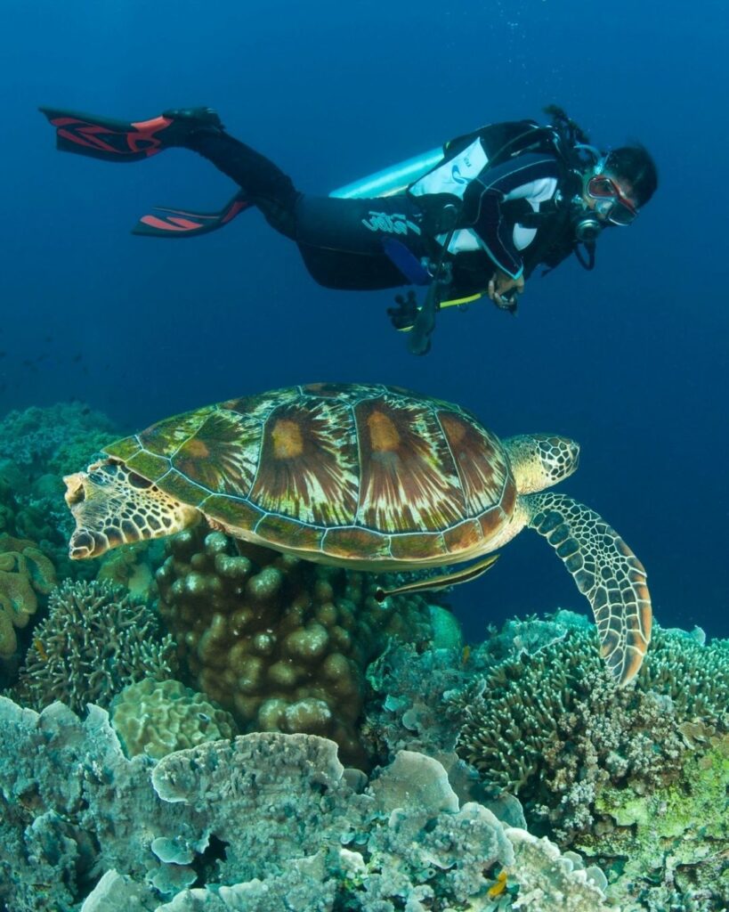Scuba diver practicing buoyancy on a shallow coral reef in the Philippines