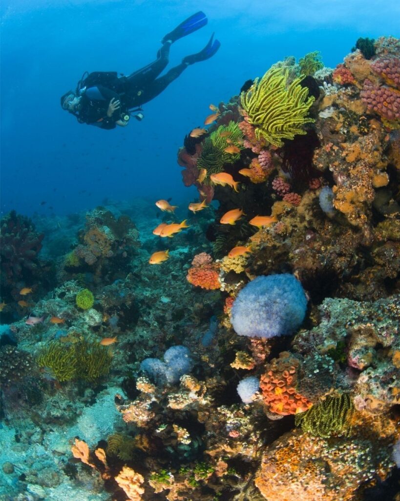 Scuba diver hovering above a calm coral reef during the best time to dive in the Philippines