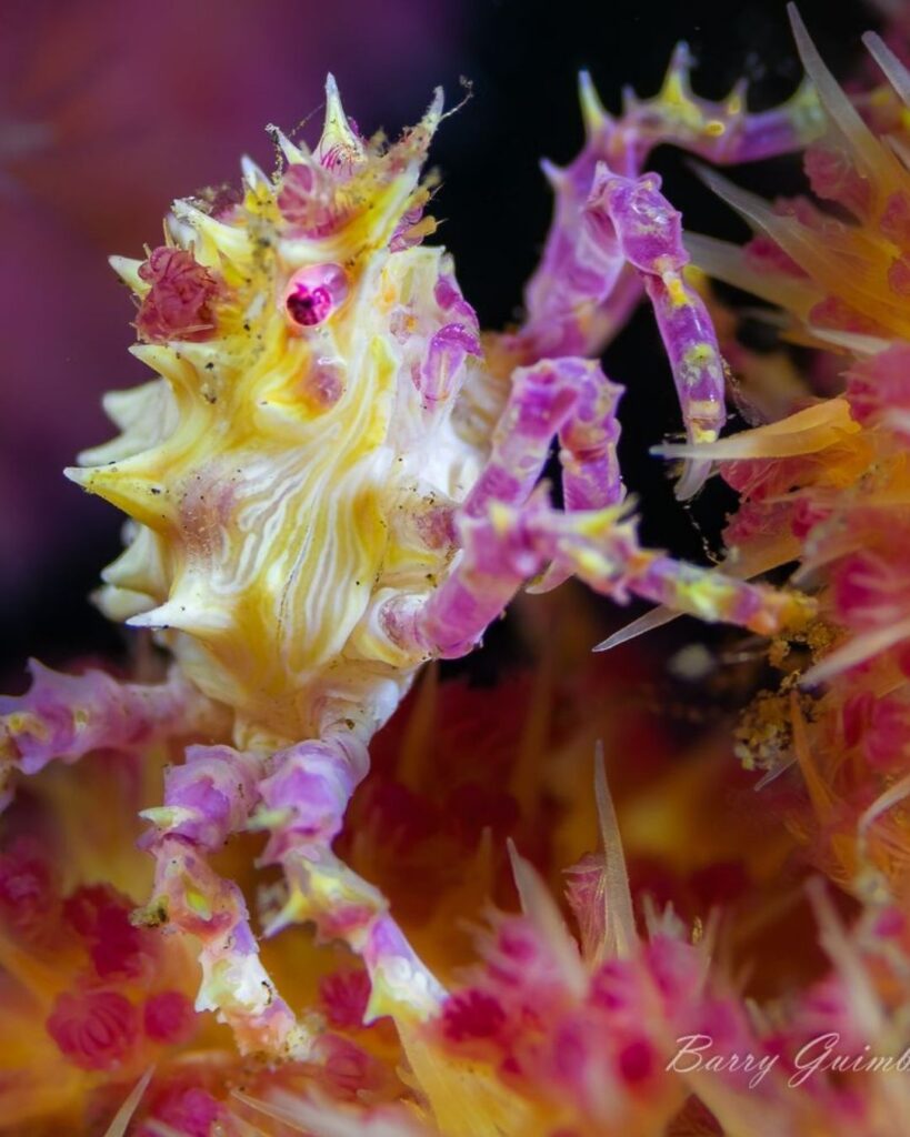 Close-up of a candy crab on a reef showing macro life in the Coral Triangle