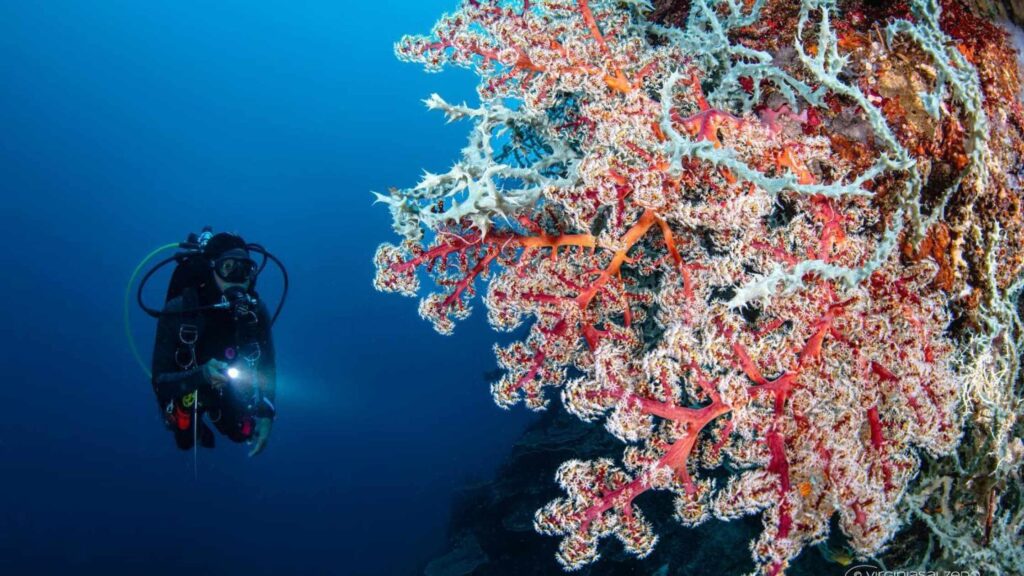 Scuba diver swimming along a coral wall while diving in the Coral Triangle