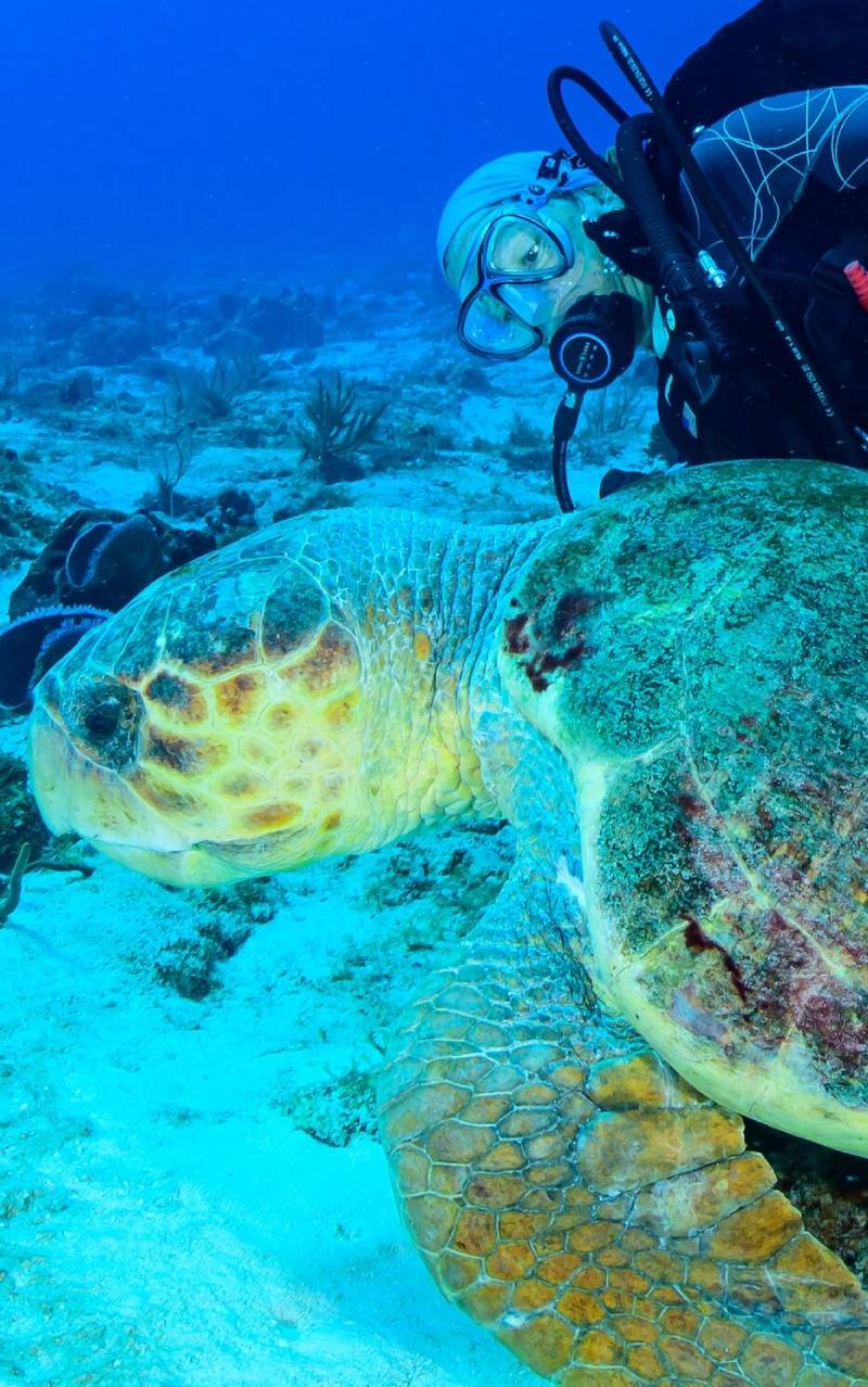 cozumel scuba diving trips women scuba diver with turtle