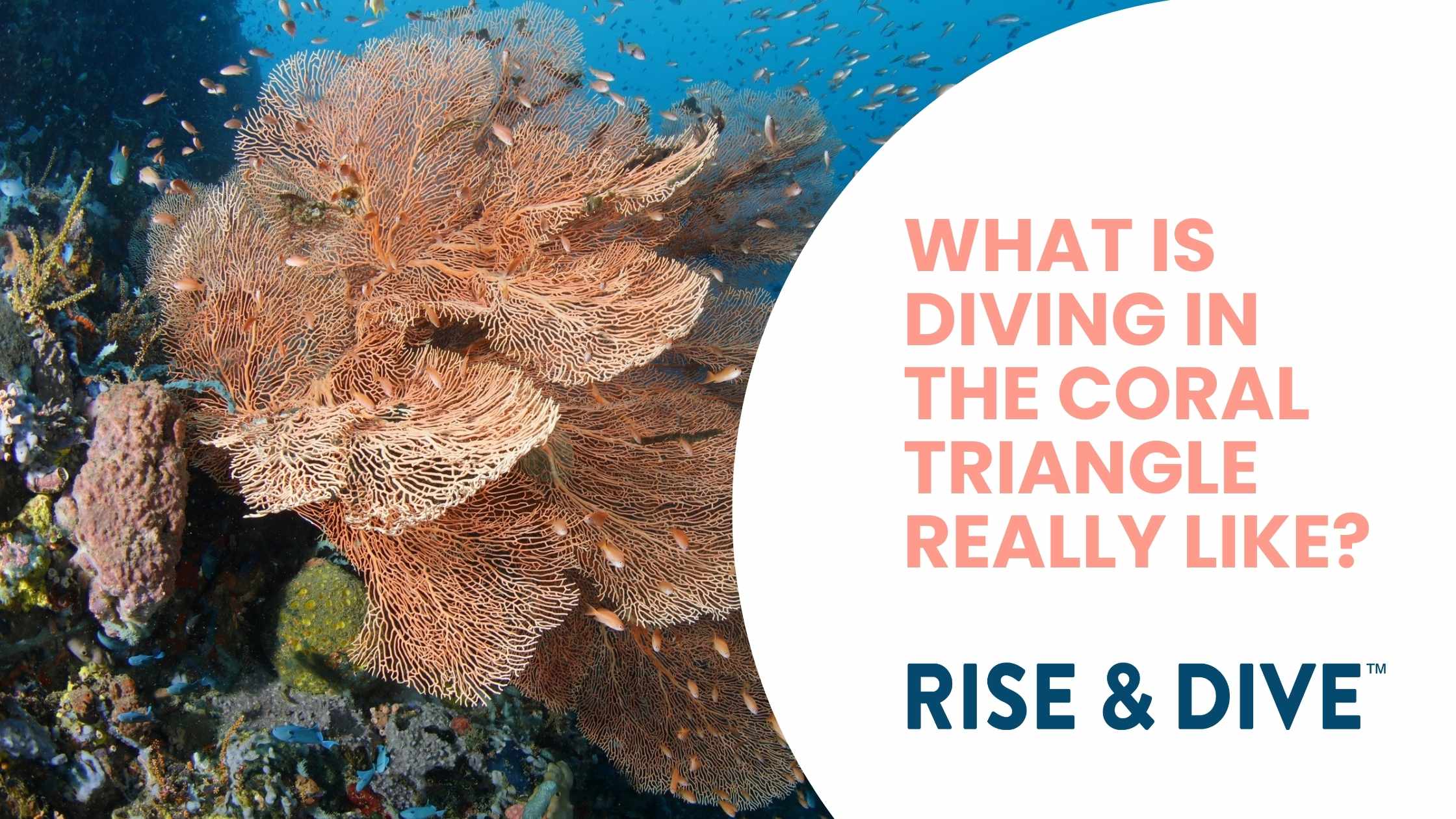 A vibrant coral reef shows beauty of diving in the Coral Triangle in the Philippines