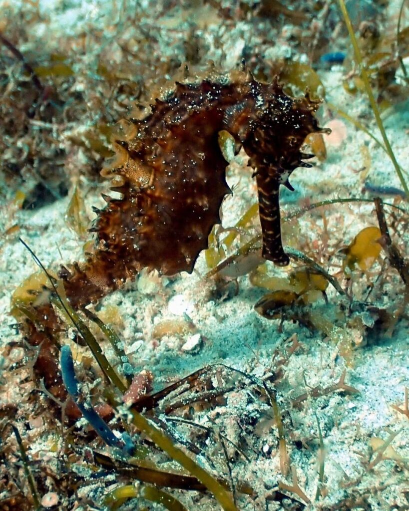 Close-up of a seahorse in Dumaguete showing macro diving in the Philippines