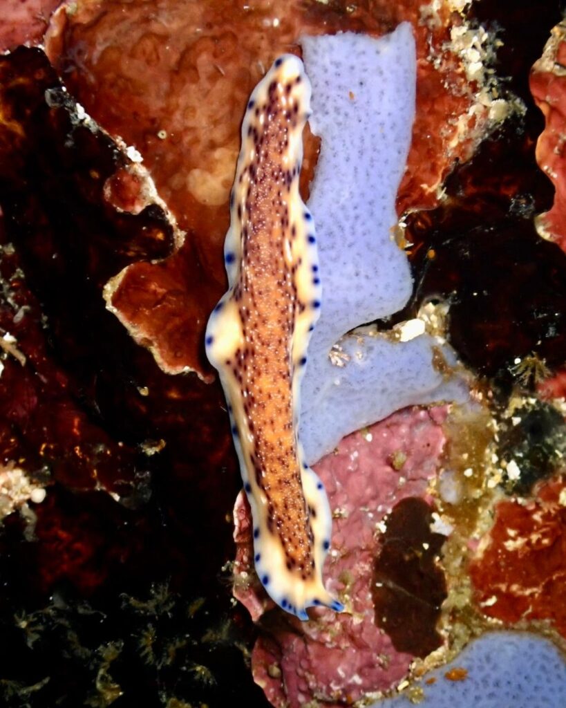 Brightly colored flatworm on reef during macro diving in the Philippines
