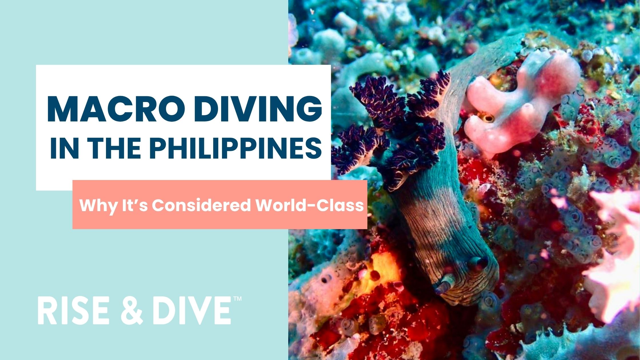 Vibrant coral reef in the Coral Triangle showing biodiversity that makes macro diving in the Philippines world class