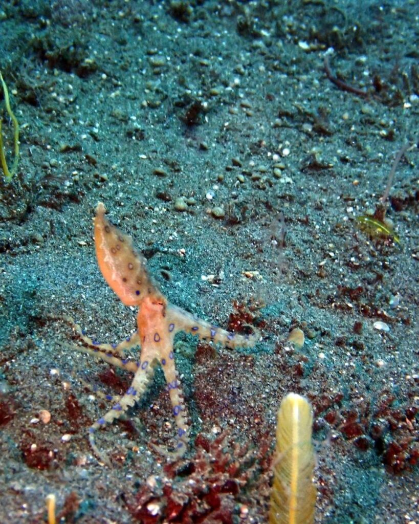 Camouflaged octopus blending into reef during macro diving in the Philippines