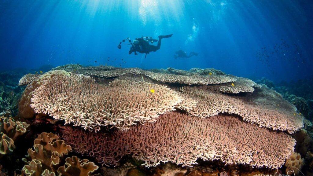 Dense coral reef ecosystem with tropical fish in the Coral Triangle Philippines