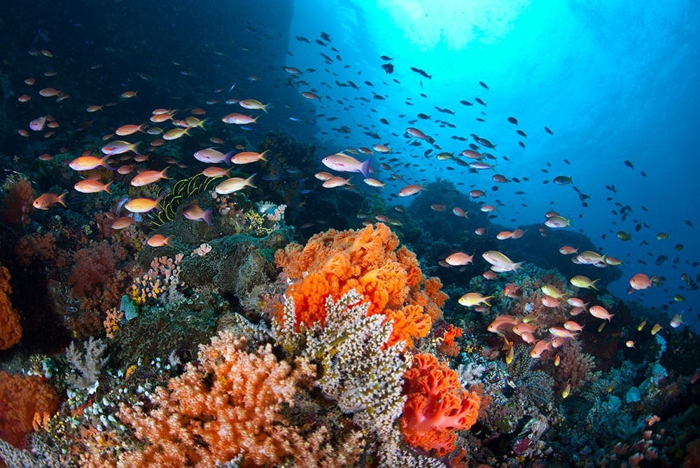Colorful coral reef and dense tropical fish biodiversity in the Philippines Coral Triangle