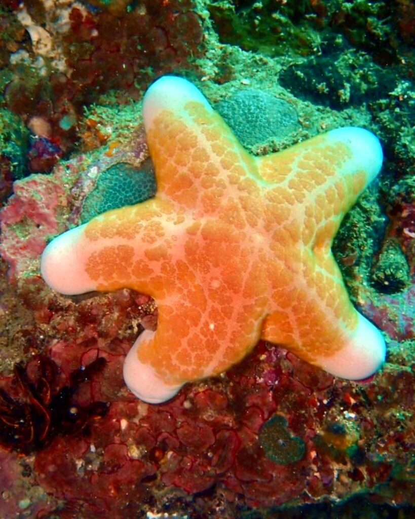 Colorful starfish on coral reef showing detail in macro diving in the Philippines