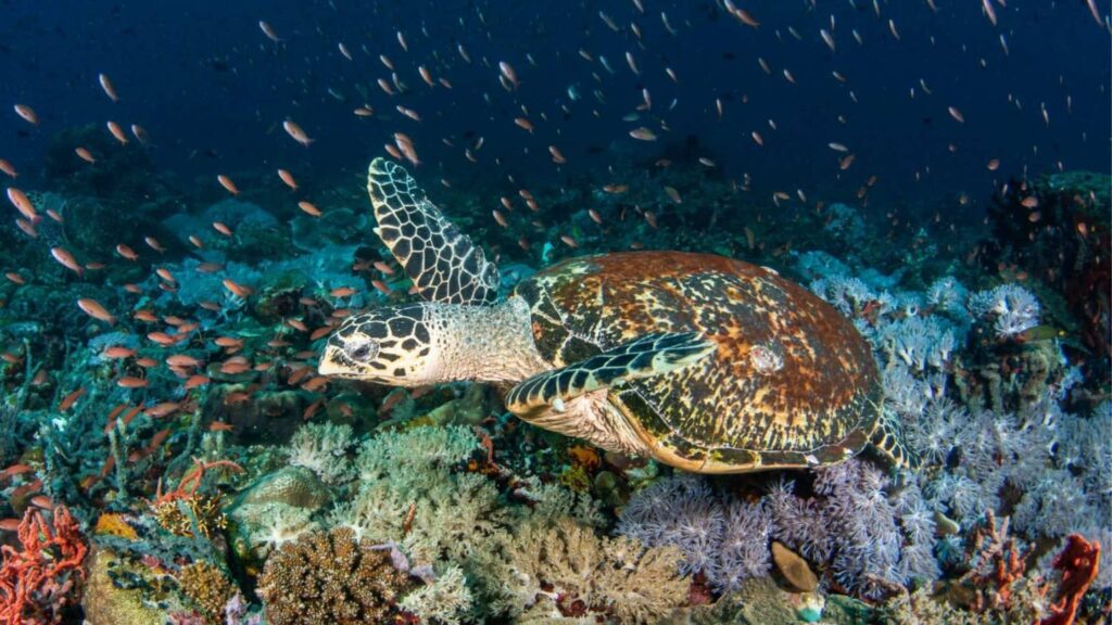 Sea turtle swimming above a coral reef with fish in Puerto Galera Philippines