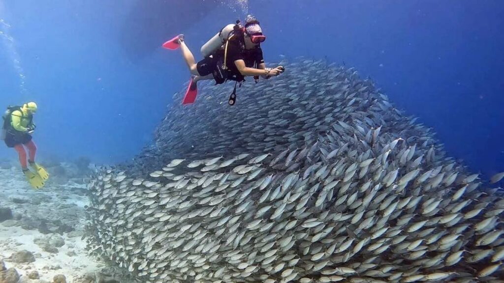 Two scuba divers swimming with a large school of fish in clear water during the best time to dive in Bonaire