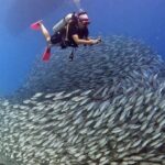 Two scuba divers swimming with a large school of fish in clear water during the best time to dive in Bonaire