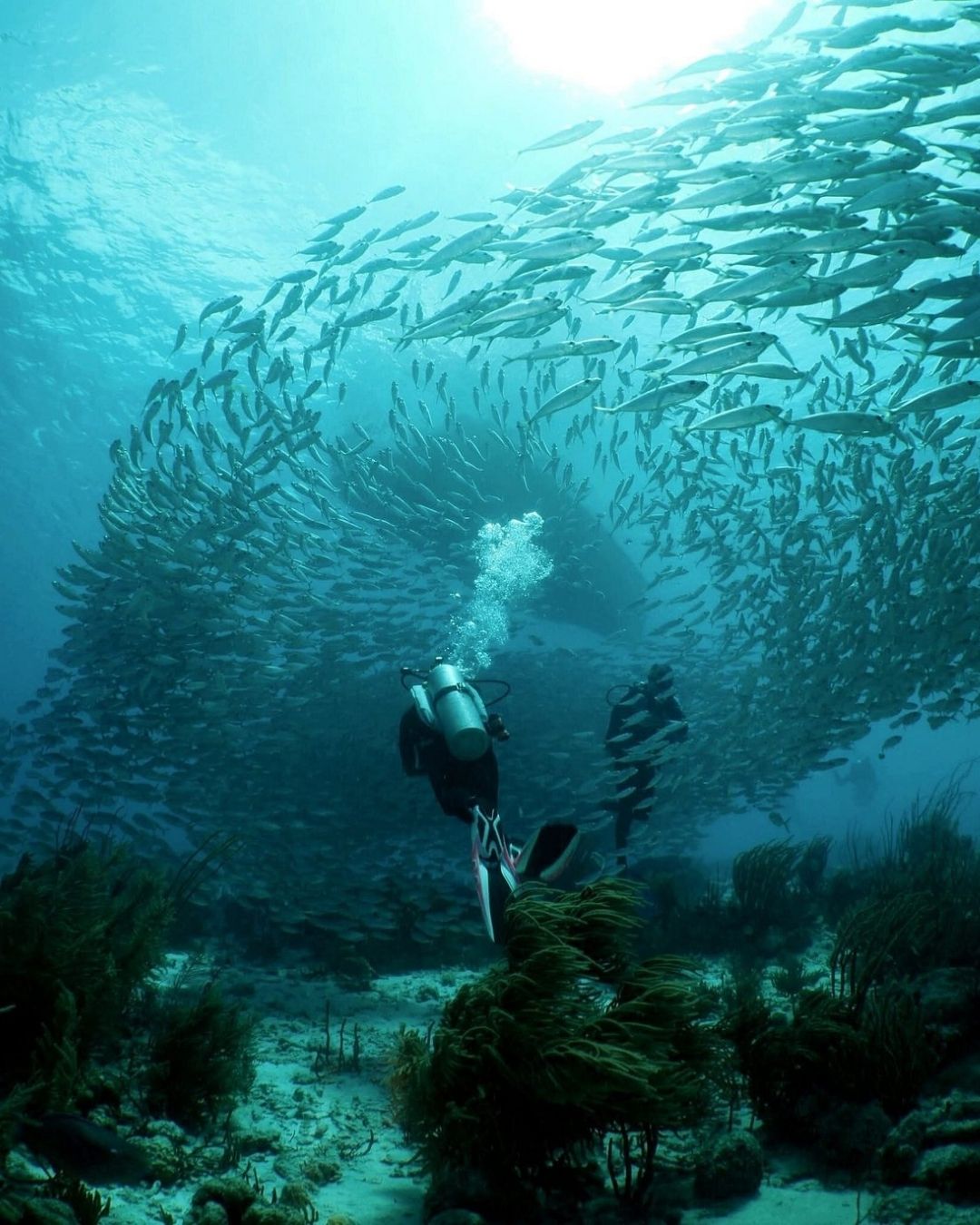 Scuba diver surrounded by tropical fish in clear water during Bonaire diving experience