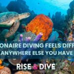 Healthy coral reef with clear blue water and strong visibility enhances Bonaire diving experience