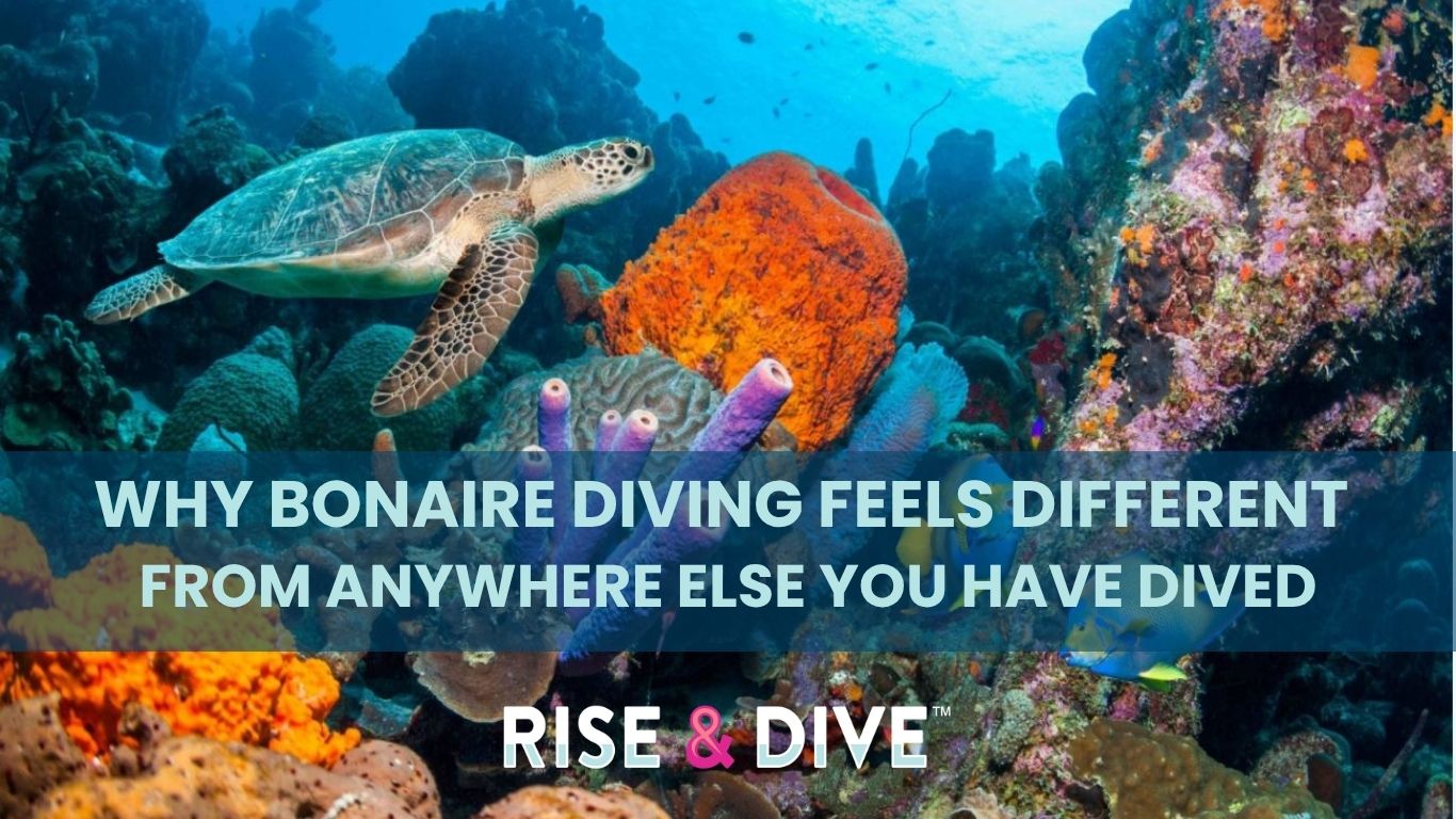 Healthy coral reef with clear blue water and strong visibility enhances Bonaire diving experience