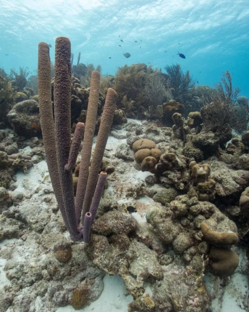 Clear underwater reef in Bonaire with strong visibility and coral formations