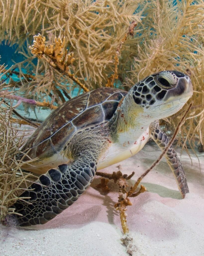 Sea turtle swimming through coral reef in clear water in Bonaire