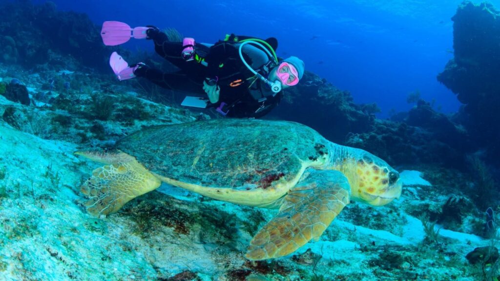 female scuba diver swimming with sea turtle in Cozumel reef with strong visibility and steady conditions