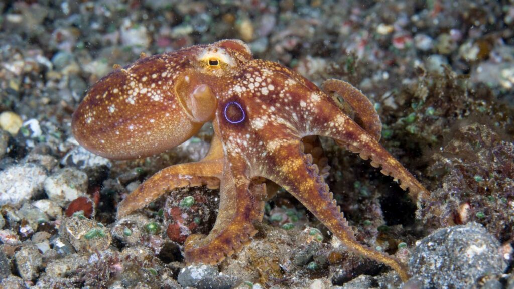 Octopus camouflaged on reef during a Philippines dive adventure showing marine biodiversity