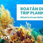 Healthy coral reef underwater in Roatán Honduras with clear Caribbean visibility, motivating Roatan Dive Trip Planning