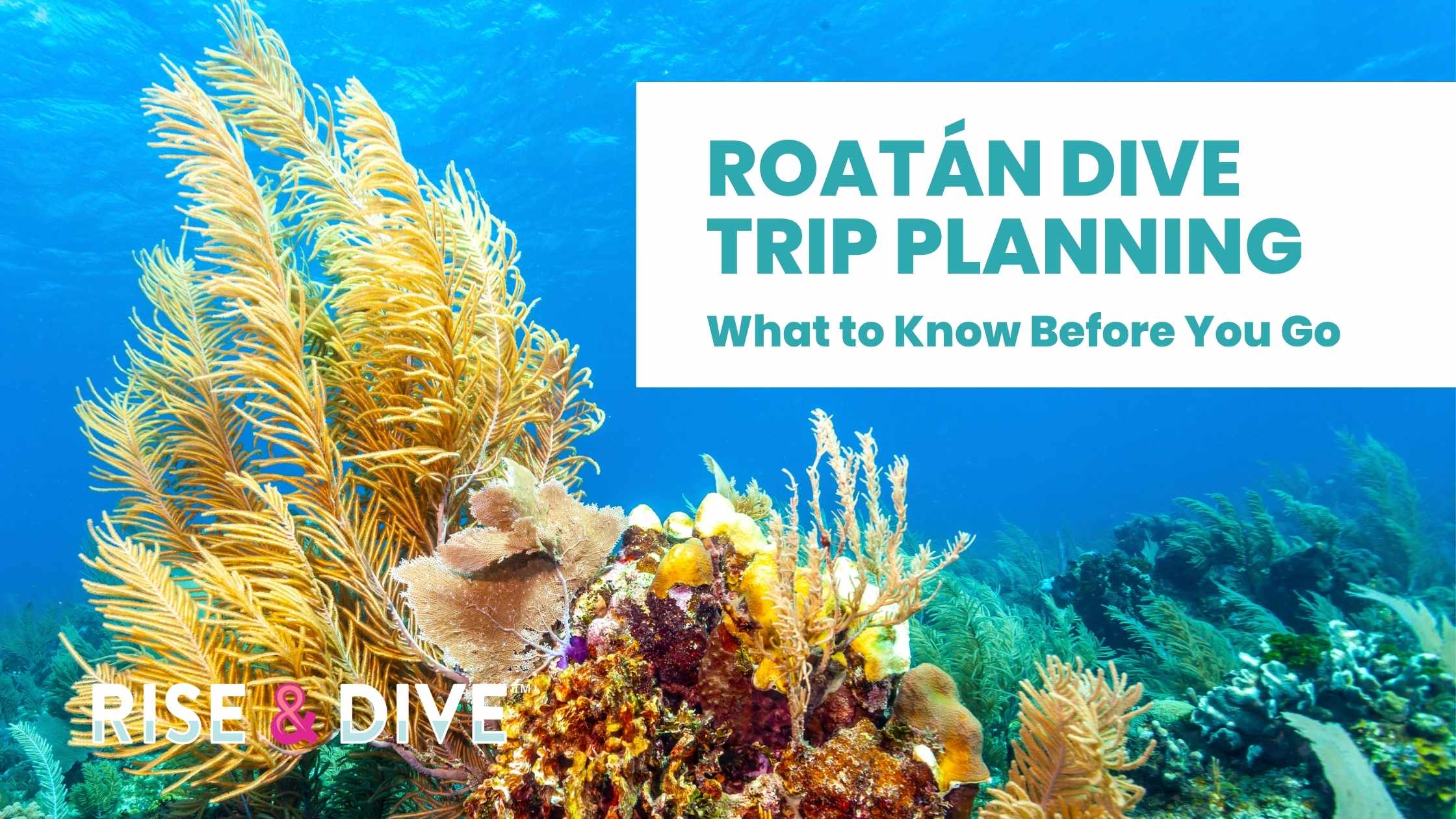 Healthy coral reef underwater in Roatán Honduras with clear Caribbean visibility, motivating Roatan Dive Trip Planning