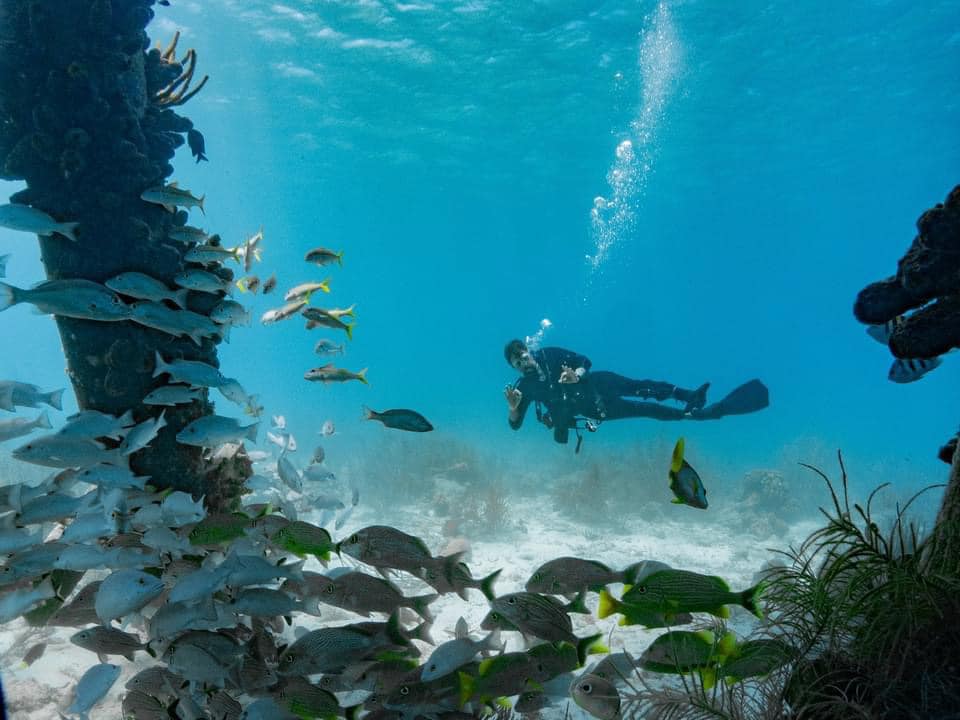 Scuba diver exploring the coral-encrusted pilings at Salt Pier, Bonaire