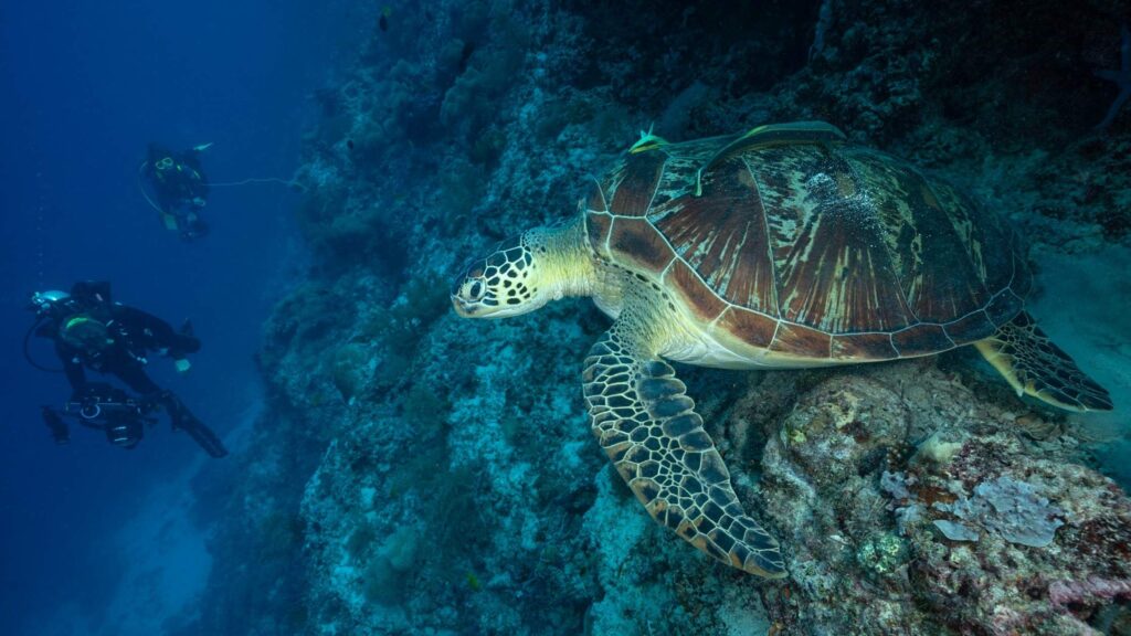Scuba divers near coral reef with sea turtle while women scuba diving in Asia in the Philippines