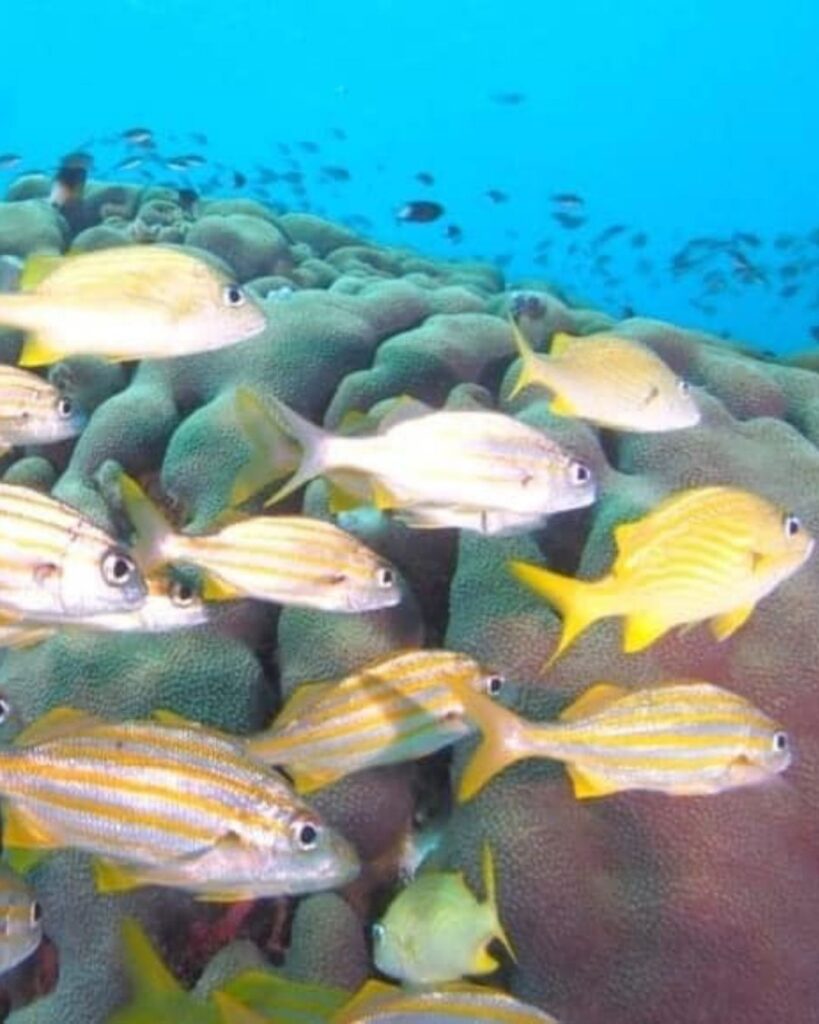 Fish at double reef at Alice in Wonderland dive site in Bonaire