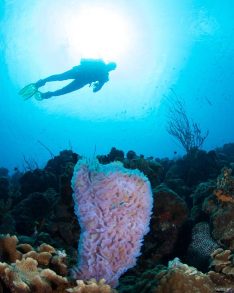 Bonaire diving conditions with calm reef and minimal current diver hovering