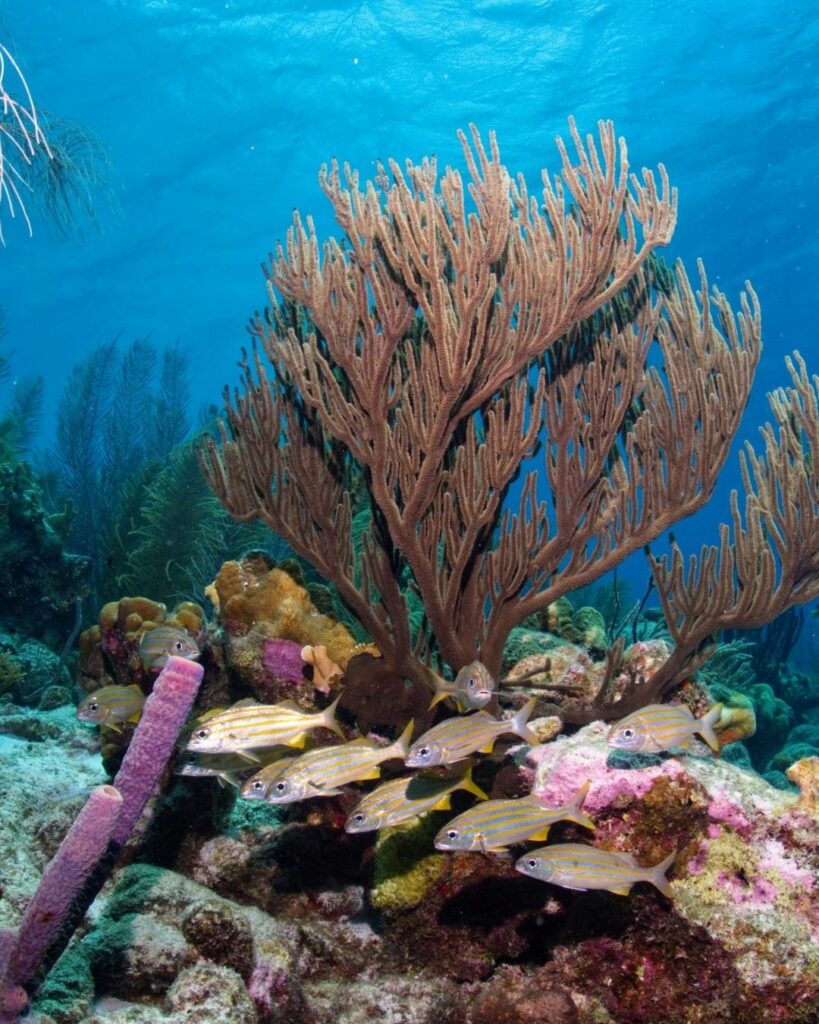 Bonaire diving conditions with 100 foot visibility in clear blue water