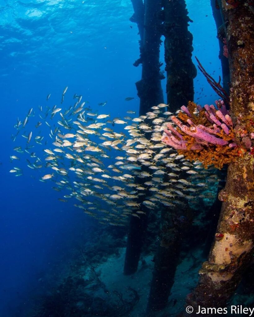 Bonaire reef with school of fish illustrating the calm conditions experienced during multiple dives a day in Bonaire