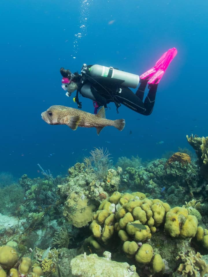 Woman scuba diver hovering above a coral reef in Bonaire alongside a porcupinefish
