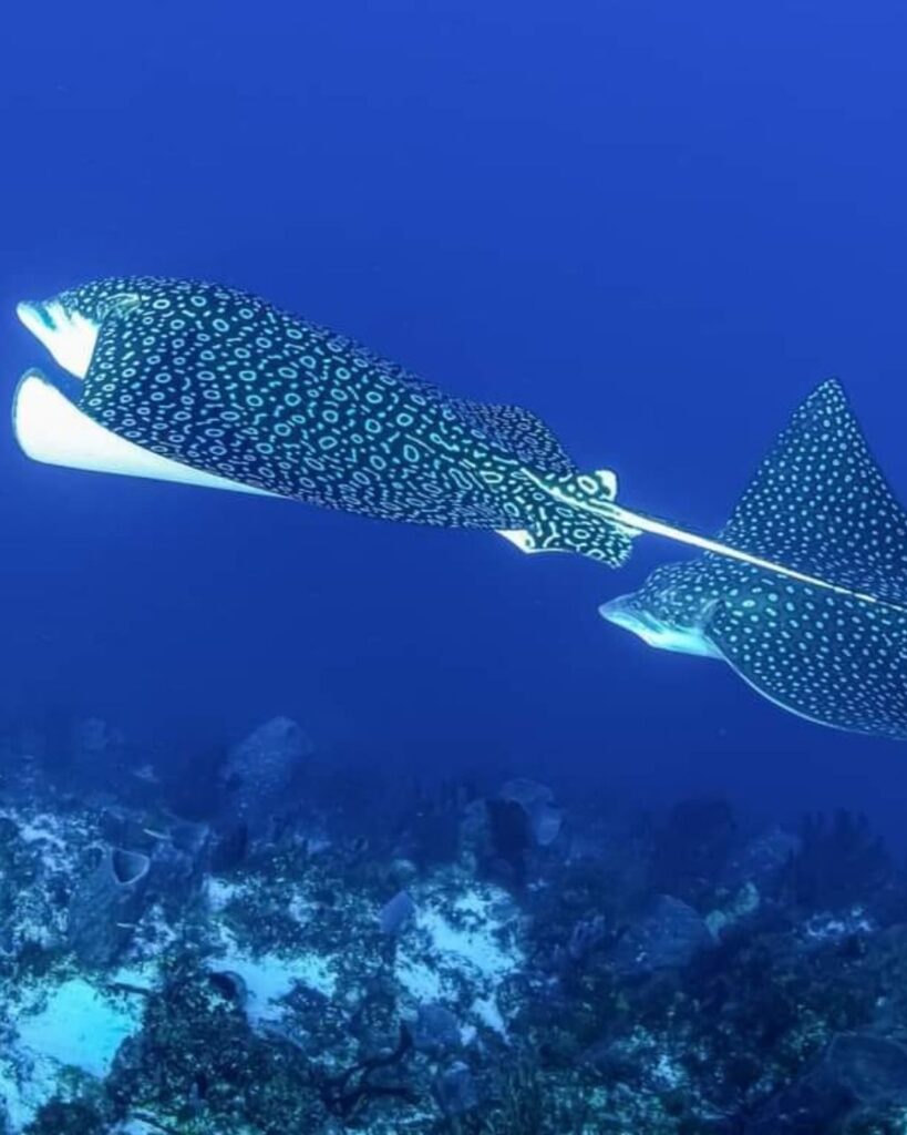 Eagle ray swimming along Cozumel reef in clear Caribbean blue water