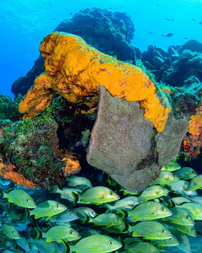 Cozumel reef visibility showing clear blue water and coral wall stretching into the distance