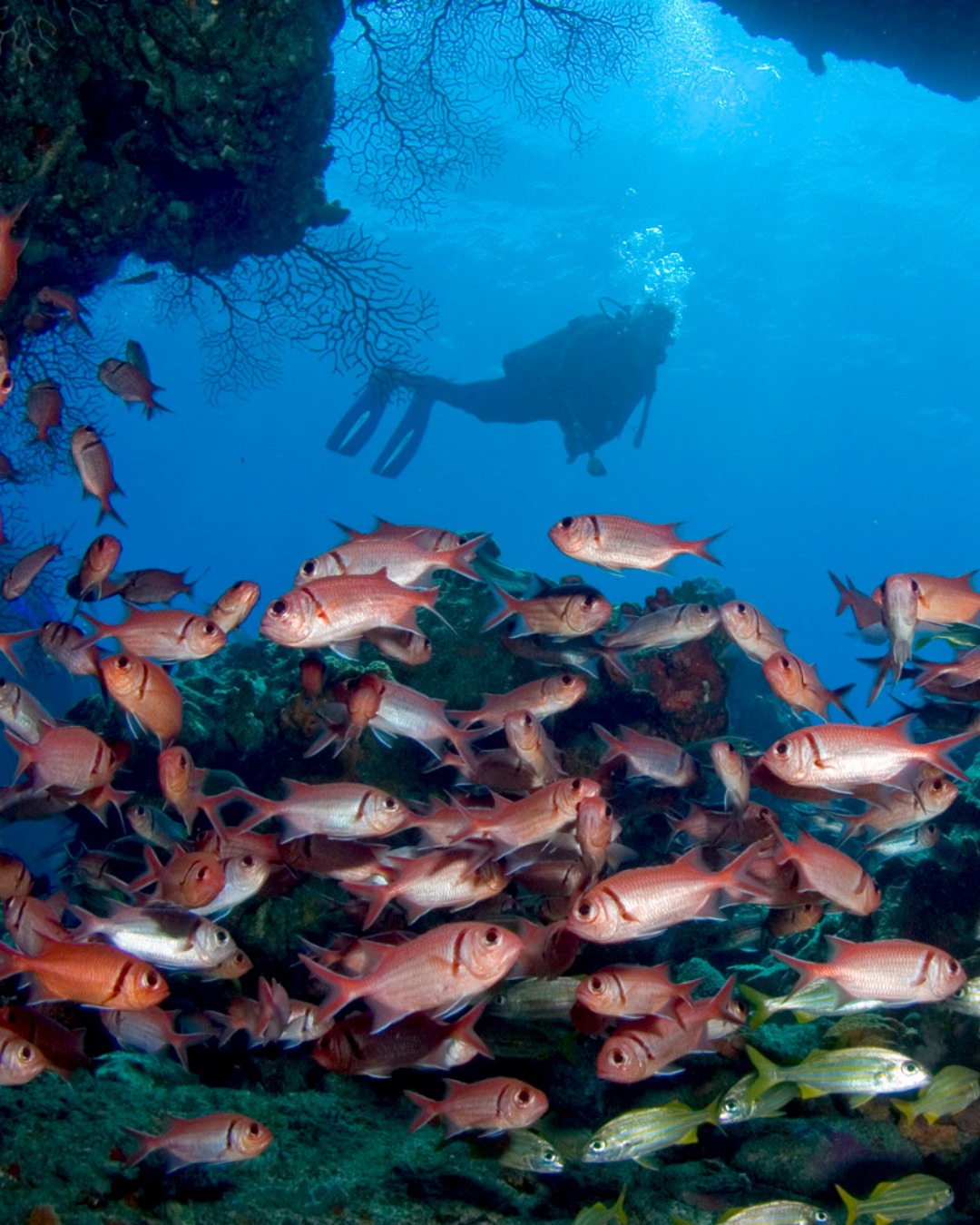 Scuba diver silhouetted above a school of squirrelfish on a Dominica reef with black coral in the background