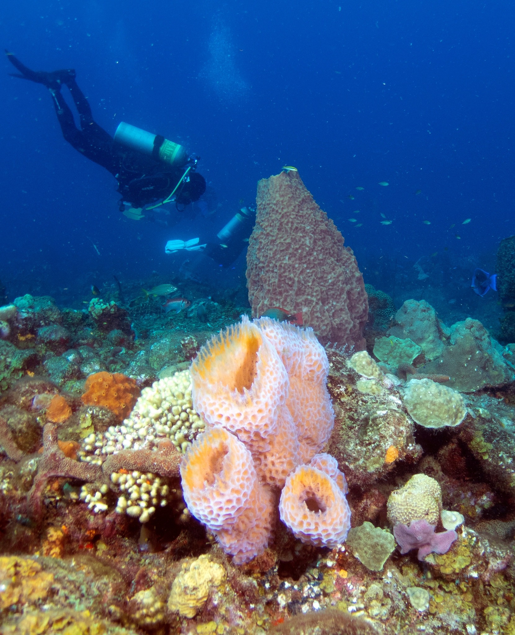Scuba diver exploring a Dominica reef with pink tube sponges and a large barrel sponge in the foreground