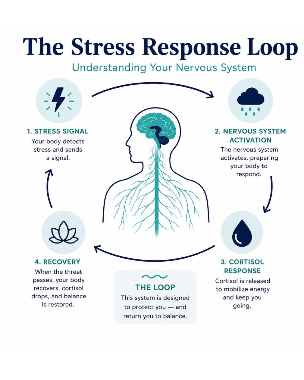 Illustrated diagram showing the HPA axis stress response loop including stress signal, cortisol release, nervous system activation, and recovery pathway relevant to scuba diving
