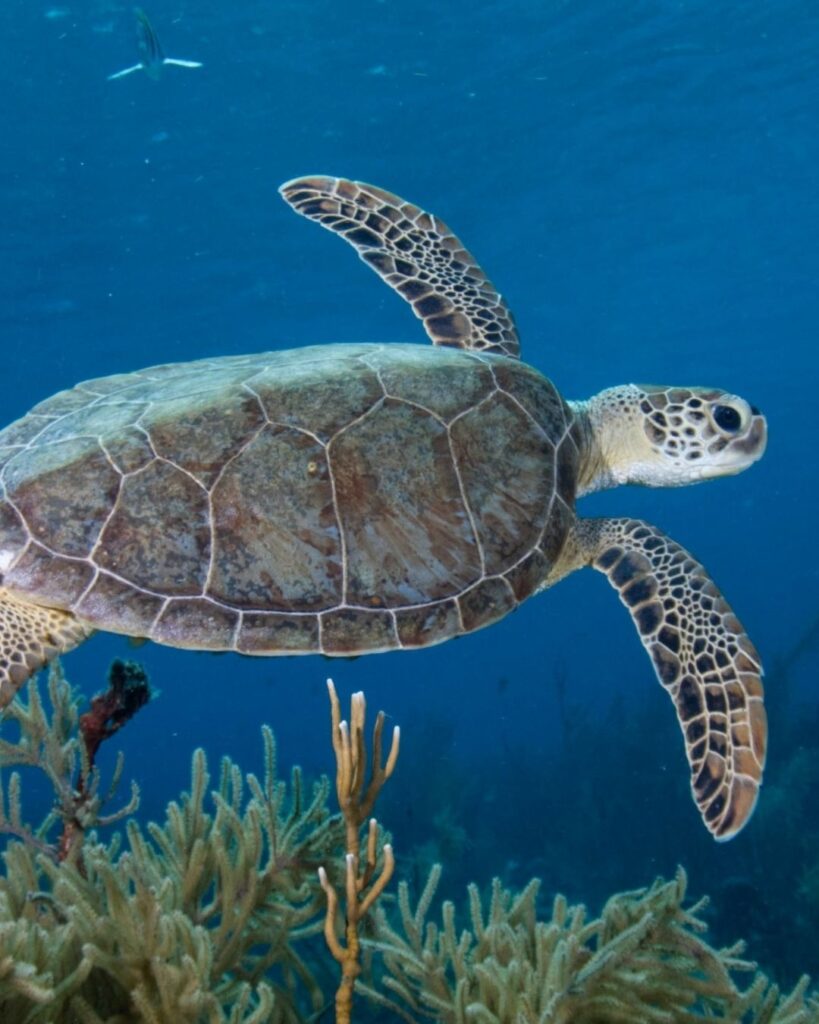 Karpata reef drop-off in Bonaire with coral and blue water, sea turtle swimming