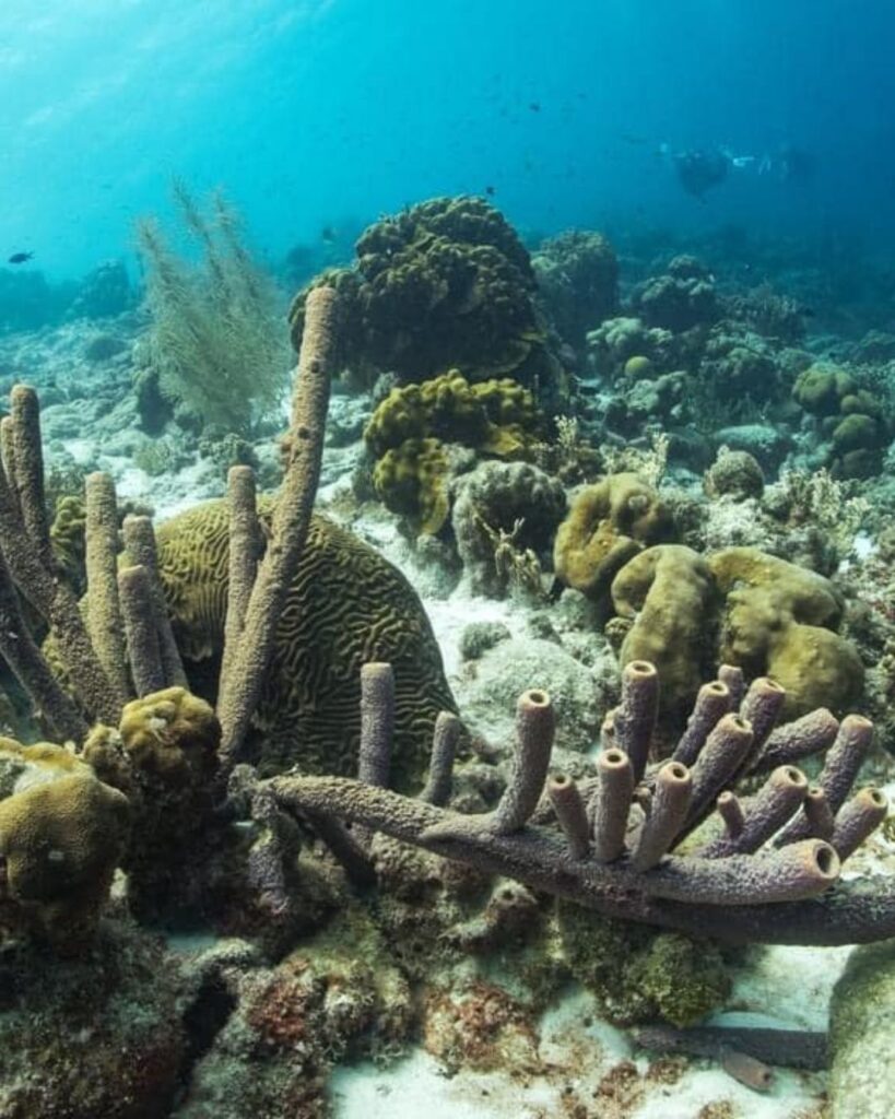 Klein Bonaire diving reef with clear water and healthy coral, only accessible by Bonaire boat diving