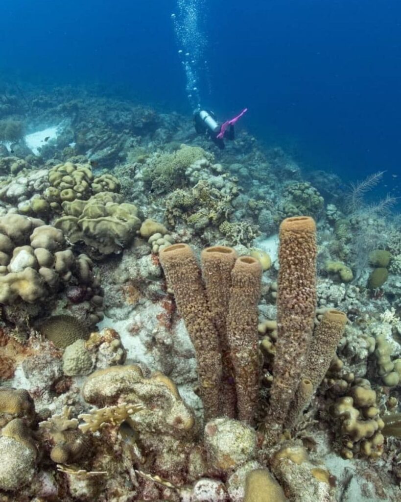 Scuba diver exploring a clear reef at Klein Bonaire with fish and coral