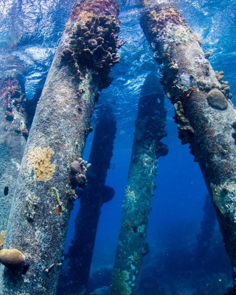 Salt Pier dive site in Bonaire with healthy reef growth and schooling fish during repetitive diving days