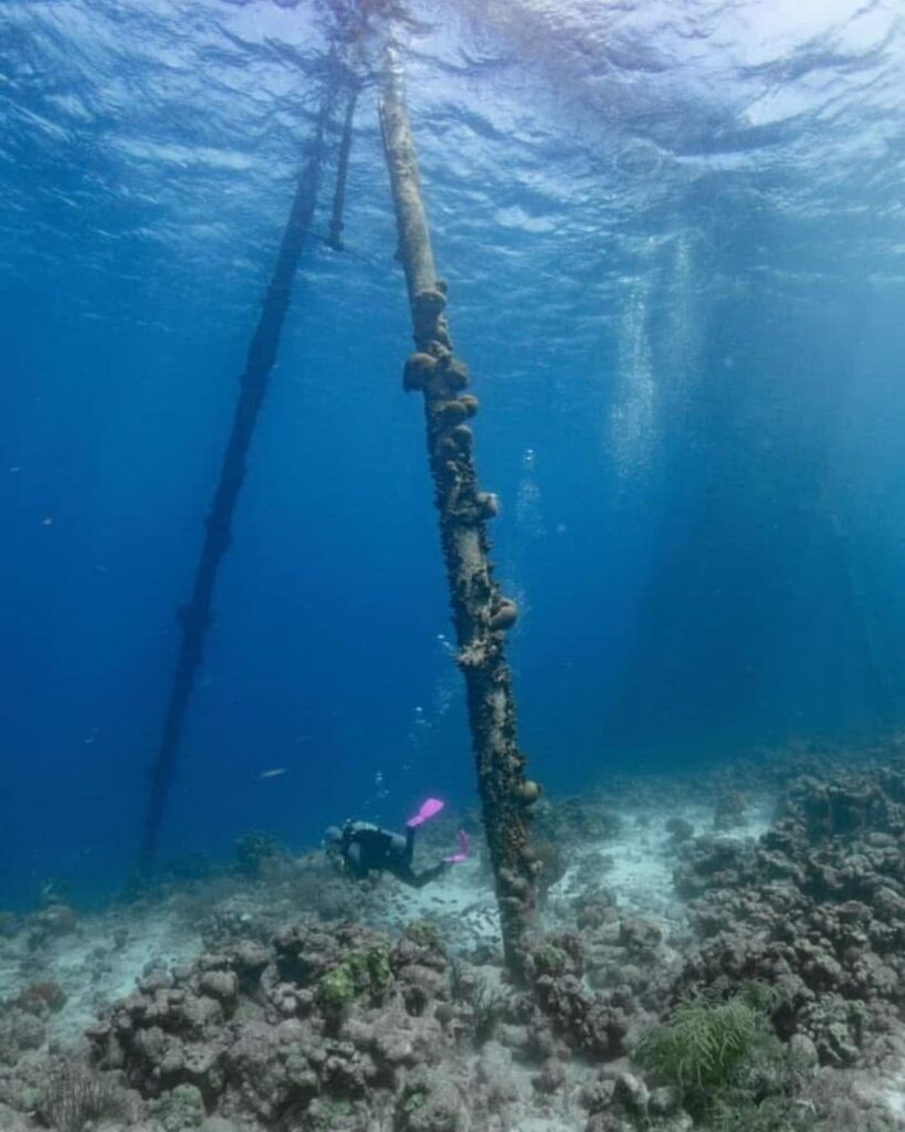 Scuba diver exploring Salt Pier in Bonaire with coral-covered pilings and fish