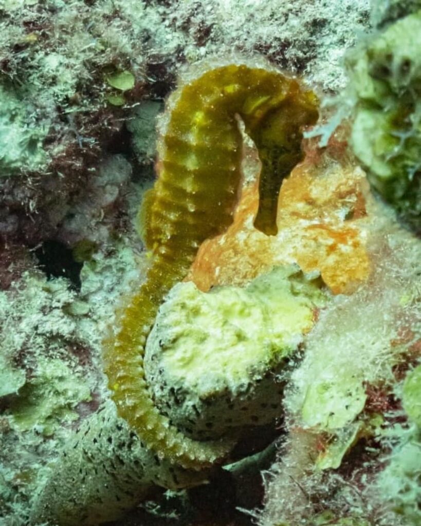 Seahorse on coral reef during guided diving in Bonaire