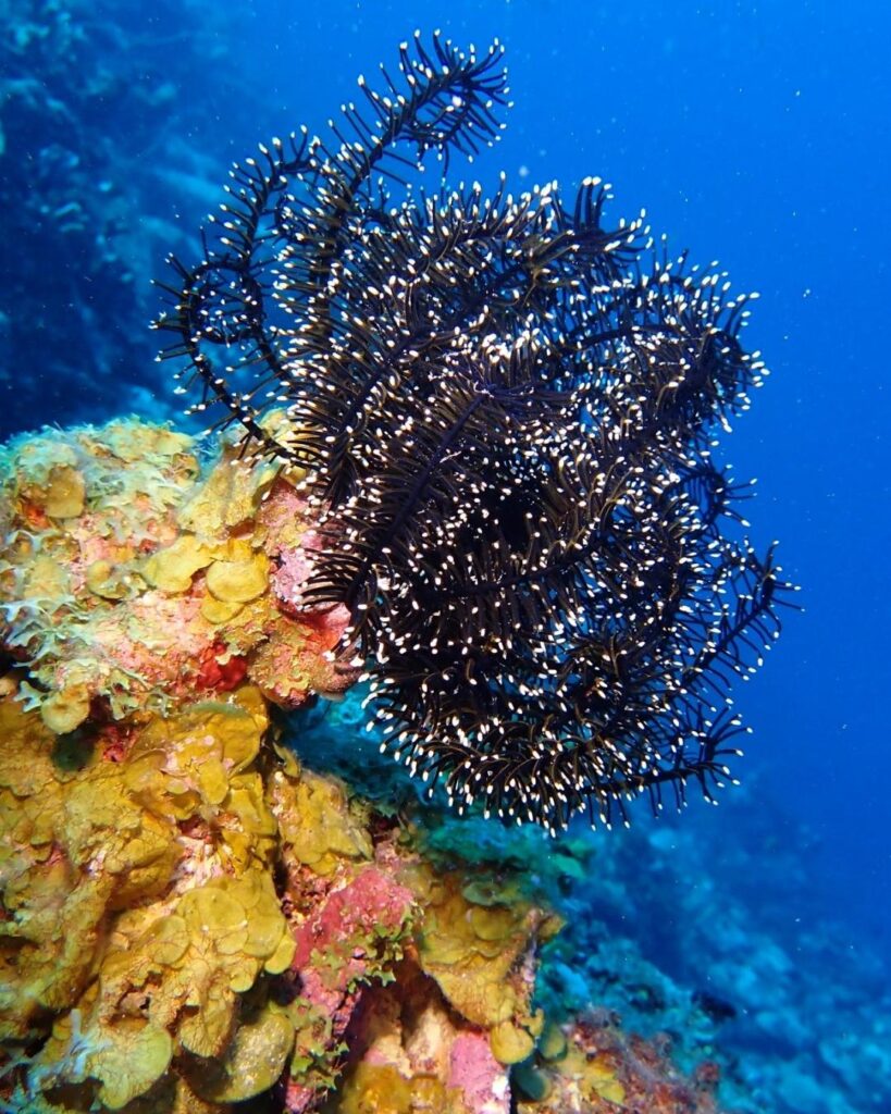 Vibrant coral reef colors during guided diving in Bonaire