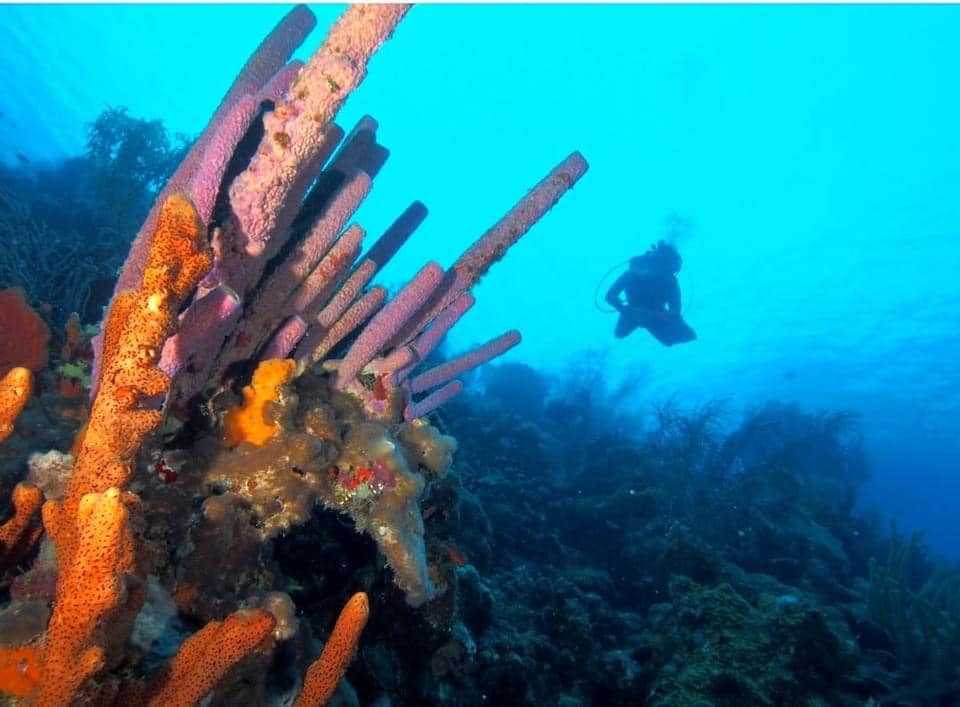 Scuba diver exploring a coral reef in Bonaire with orange sponges and tube coral in the foreground
