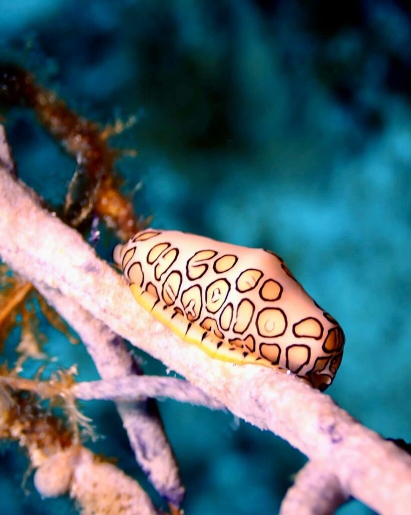 A flamingo tongue snail with its orange patterned mantle extended on a sea fan in Cozumel
